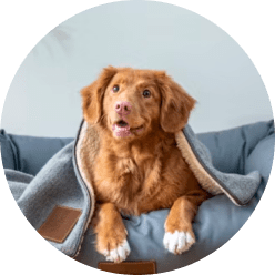 Pet