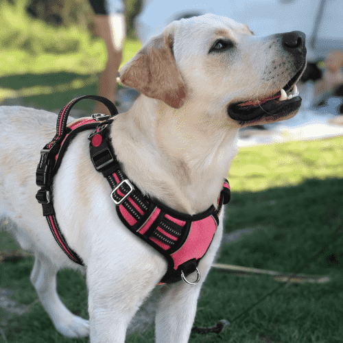 rabbitgoo Adjustable and Reflective Soft Padded No Pull Dog Harness for Large Dogs with 3 Buckles, Control Handle, Pink